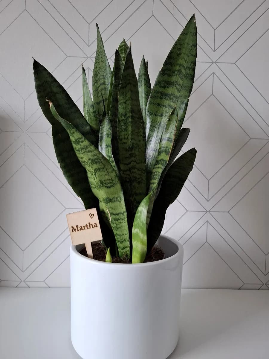 Wooden plant pick